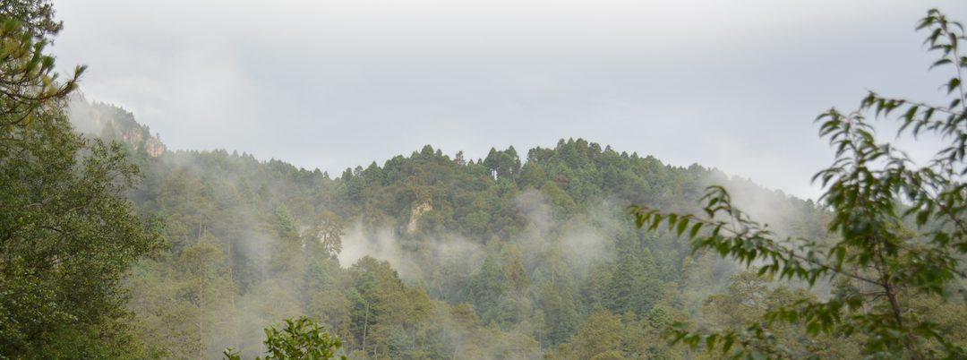 El Bosque de Agua: ¿qué es y por qué te importa?